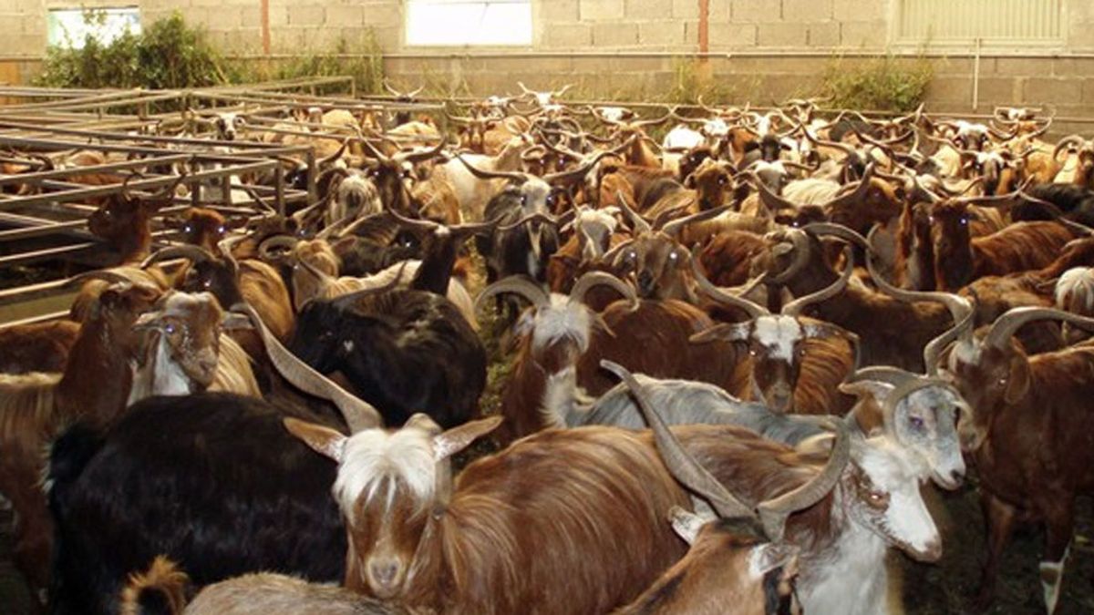 Detenido un hombre en Almería por abusar sexualmente de las cabras de sus vecinos