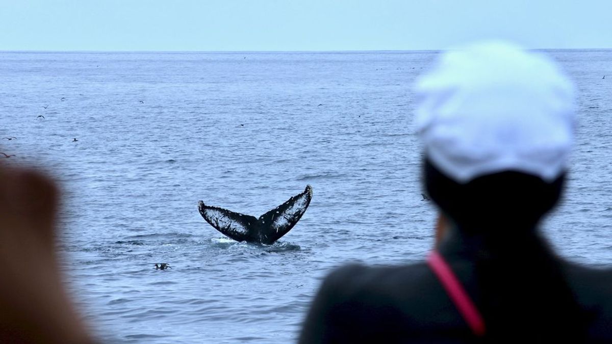 Noticia triste: Japón anuncia que reanudará la caza comercial de ballenas en 2019