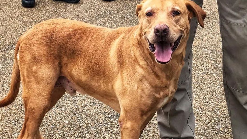 Este perro policía fue dado de baja y acabó abandonado en un refugio Este perro policía fue dado de baja y acabó abandonado en un refugio