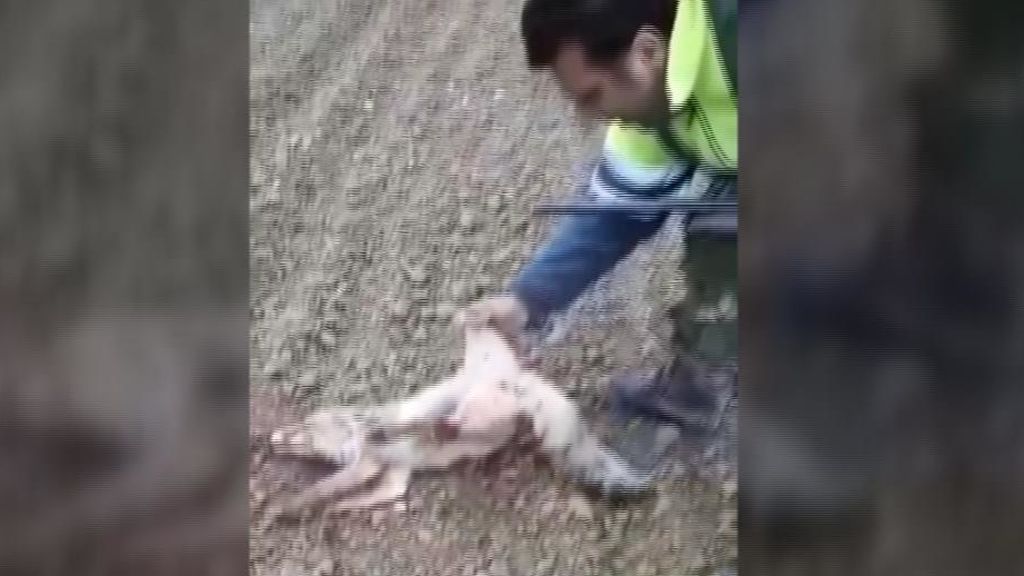 Se busca a un hombre por maltratar a un zorro hasta la muerte