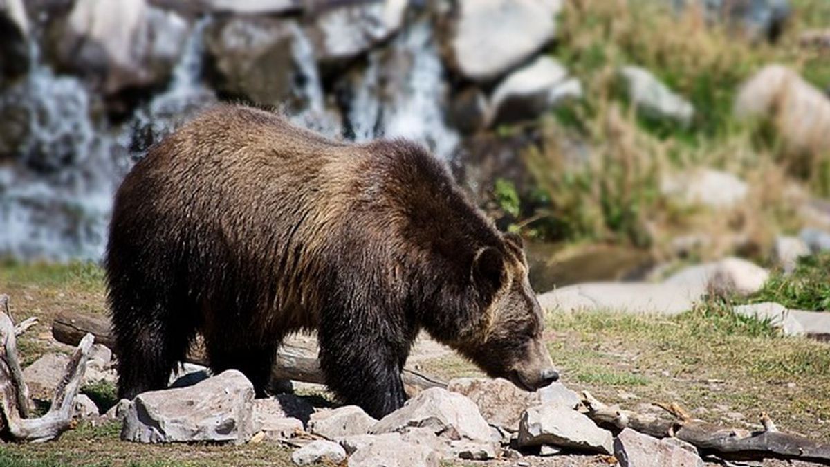 Un cazador ruso mure tras ser atacado por un oso que él mismo crió