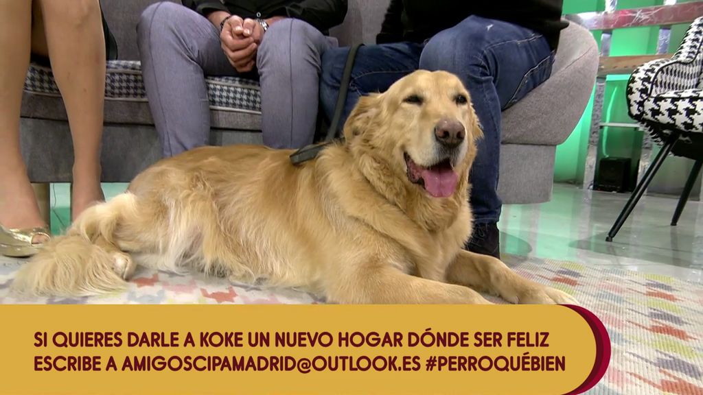 Koke, un perro abandonado por sus dueños tras haberse divorciado