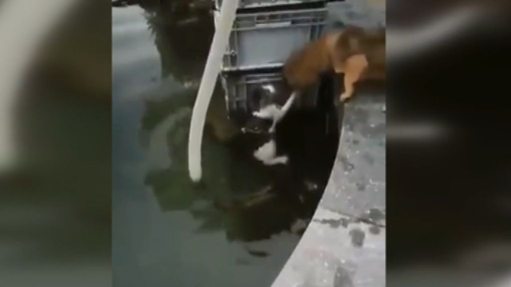 Este perro salva la vida a un gato que estaba a punto de ahogarse
