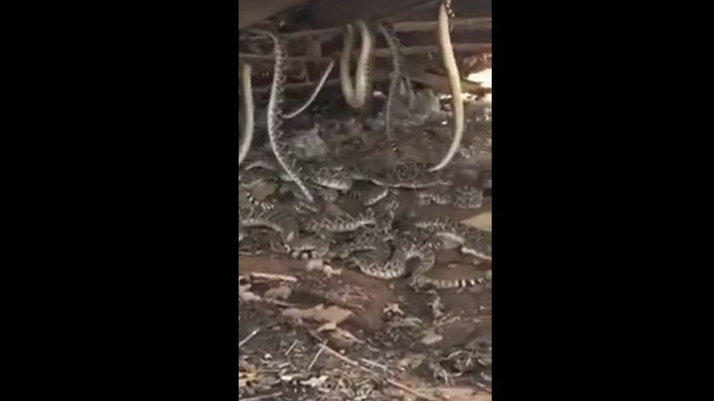 Espeluznante escena en donde hallan un nido con más de 30  serpientes de cascabel