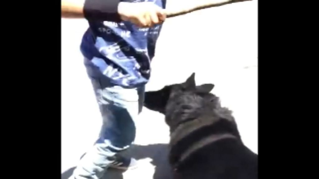 El encuentro entre un niño y dos perros conmueve a los usuarios de Facebook