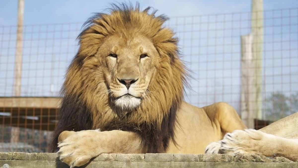 Un muerto tras escaparse un león en un centro de fauna
