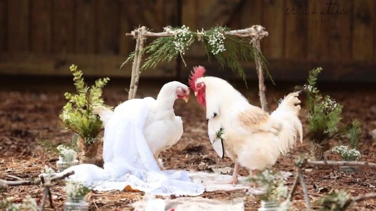 Una fotógrafa estadounidense inmortaliza la boda entre un gallo y una gallina