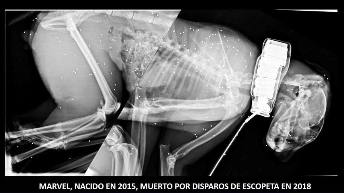 Muere un lince con más de 300 plomos de escopeta en Córdoba