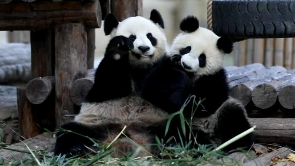 El destete de dos pandas gigantes