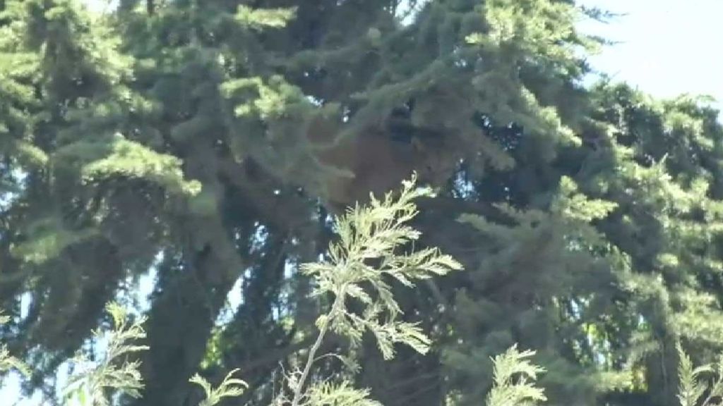 Increíble rescate de un puma atrapado en un árbol a 15 metros de altura