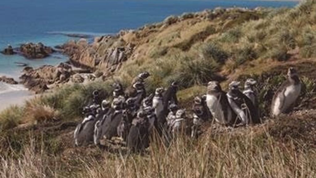 Perdidas y sin nieve: miles de pingüinas varadas en la costa sudamericana