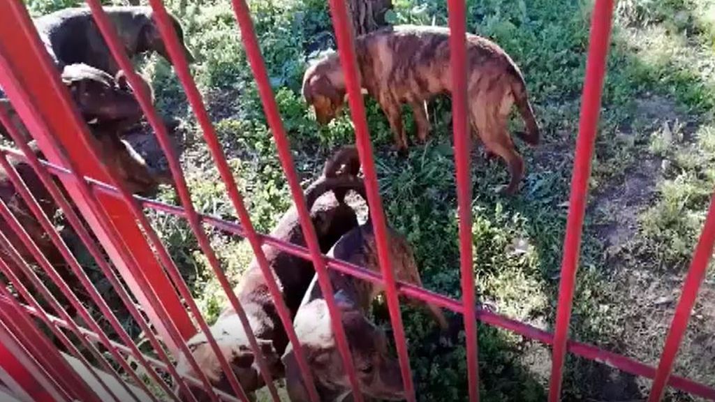 La Policía busca al propietario de 18 cachorros a los que abandonó en Sevilla