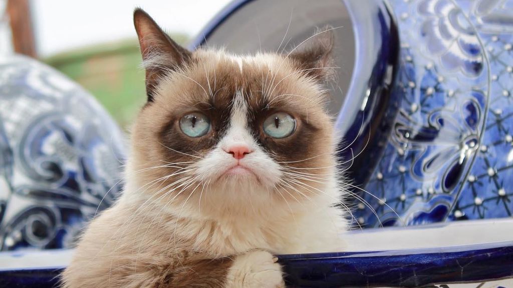Los gatos que más lo petan en Instagram: tienen más followers de los que tú tendrás jamás