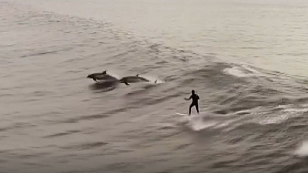Dos delfines compiten con un surfista a ver quién cabalga mejor las olas