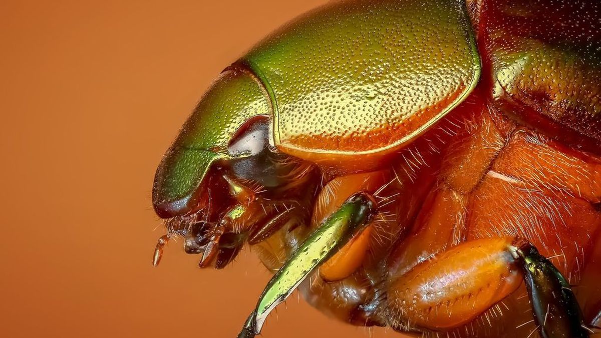 Descubren al escarabajo portugués que vive en solitario en aguas subterráneas