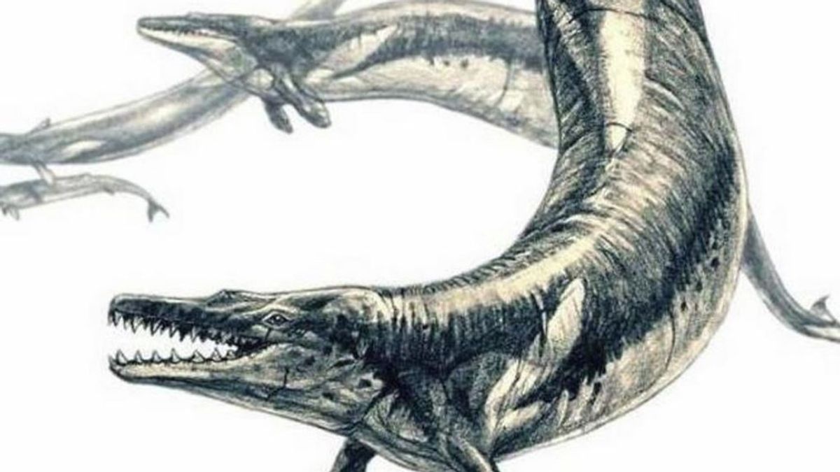 Así era el e 'Basilosaurus isis', el depredador que devoraba ballenas y peces