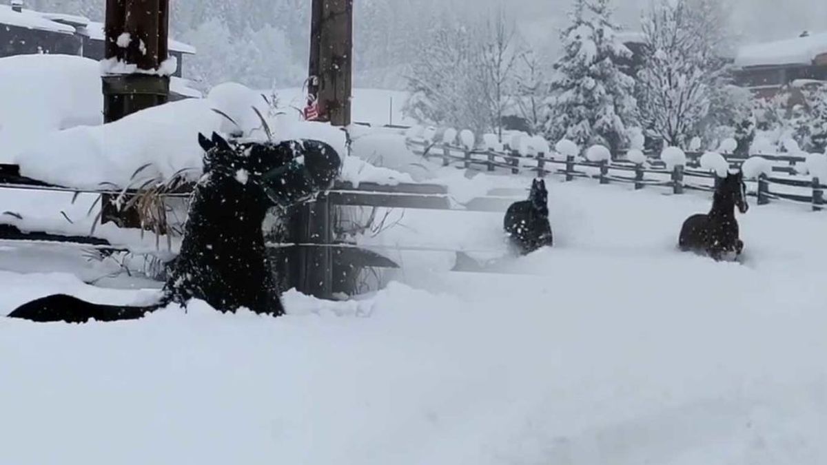El vídeo de los caballos pasándoselo pipa con las nevadas en Europa