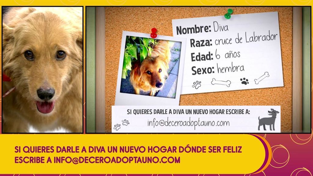 Diva busca un hogar: haz que se sume a la lista de todos los perritos de ‘Sálvame’ que viven felices con sus nuevas familias