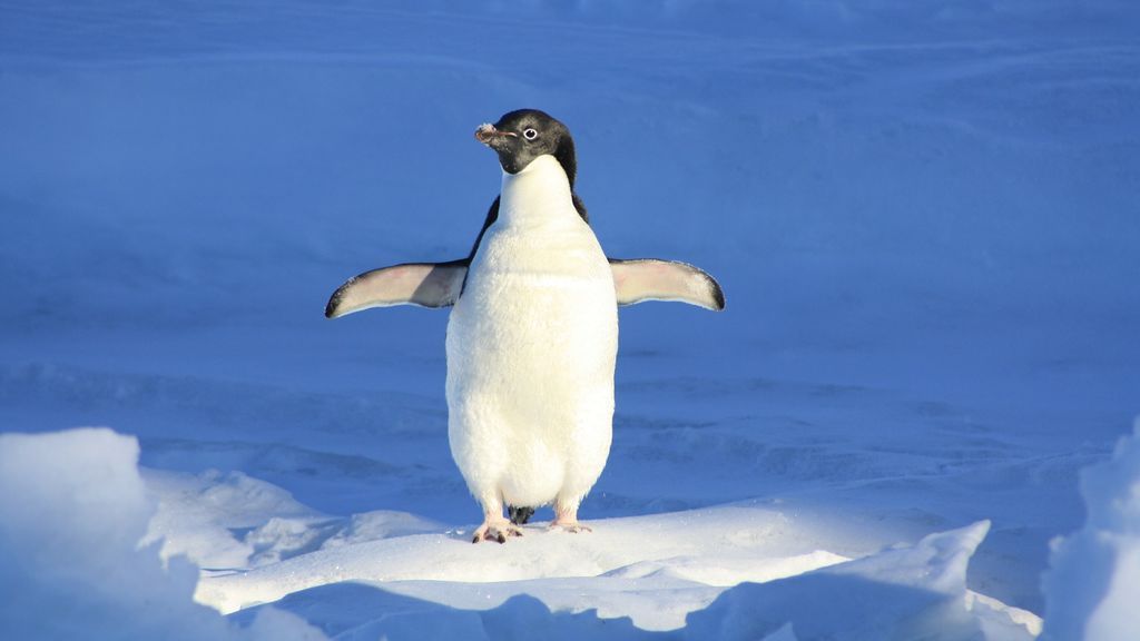 Patinar con pingüinos en Londres