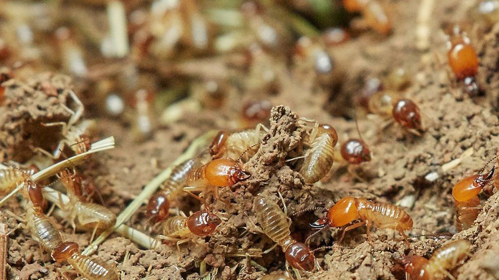 Las termitas mitigan los efectos de la sequía en las selvas tropicales