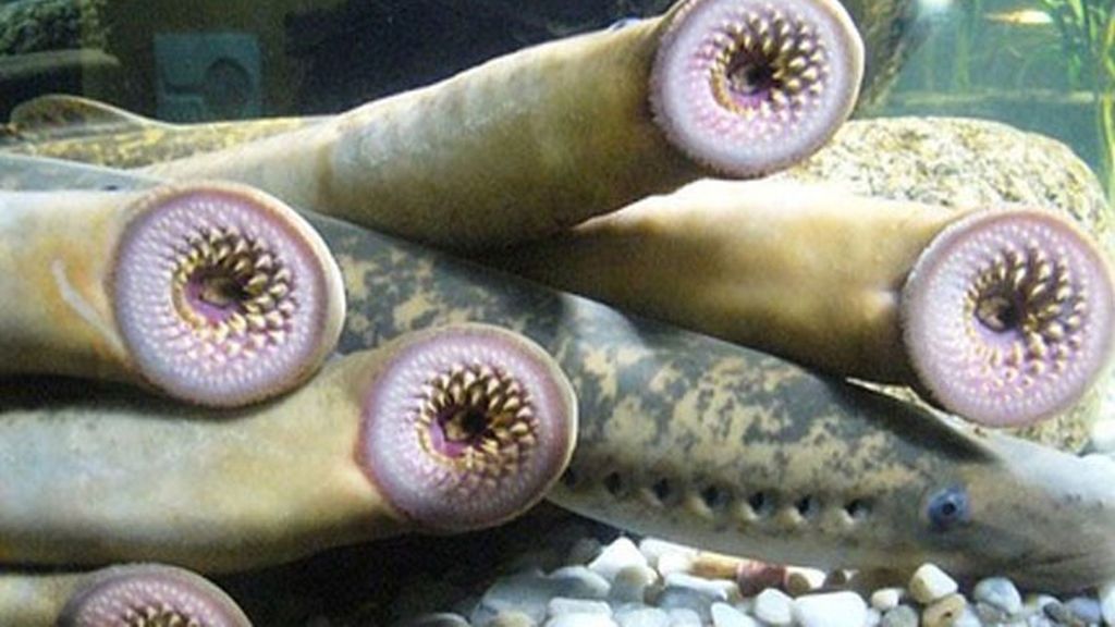 La lamprea: el pez marino que despierta tantas pasiones como rechazos