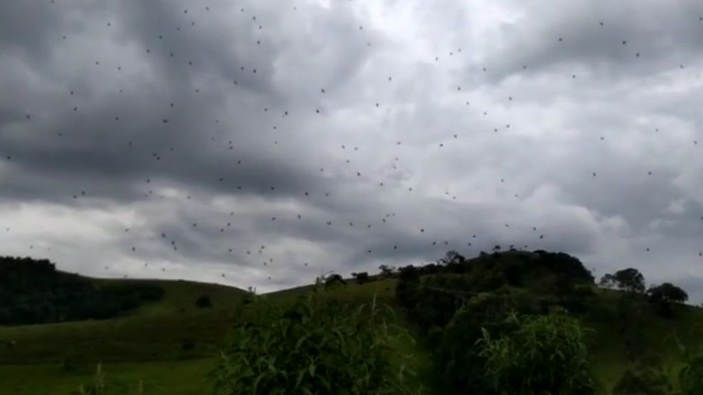 Impactantes imágenes de la lluvia de arañas en Brasil