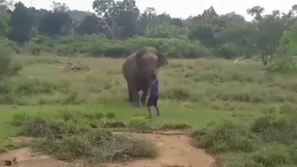 Un guía turístico muere tras ser pisoteado por un elefante cuando trataba de hipnotizarlo