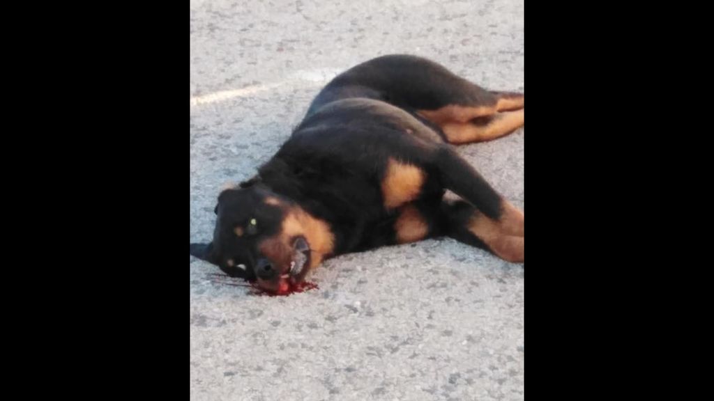 PERRO PERRO