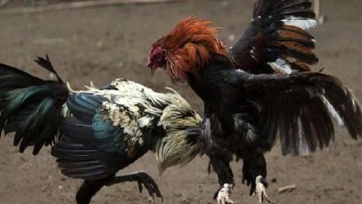 La Policía detiene a más de 200 personas en Murcia en una operación contra las peleas de gallos