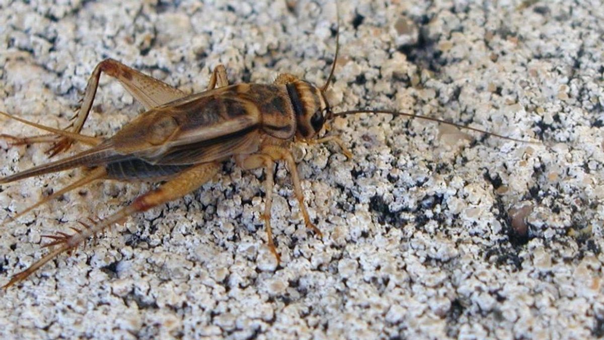 Los insectos, aunque vivan semanas, también envejecen antes de morir