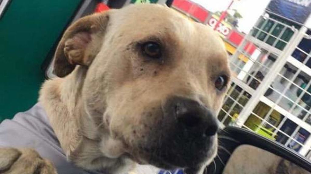 El dueño de una gasolinera adopta a un perro callejero y éste le salva meses después