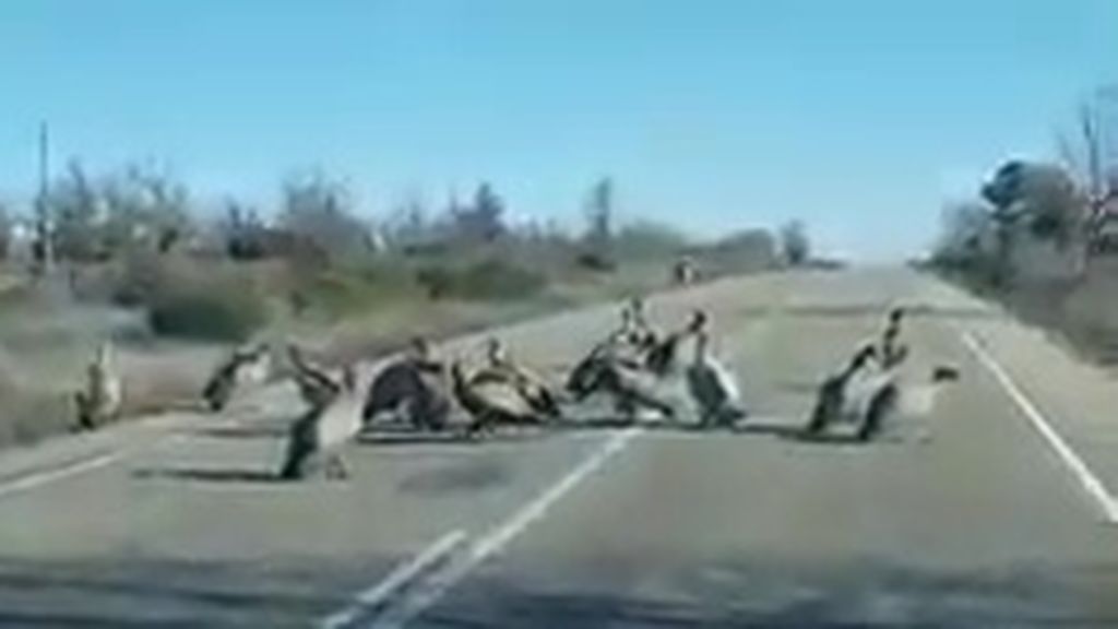 Una bandada de buitres corta una carretera en Zamora