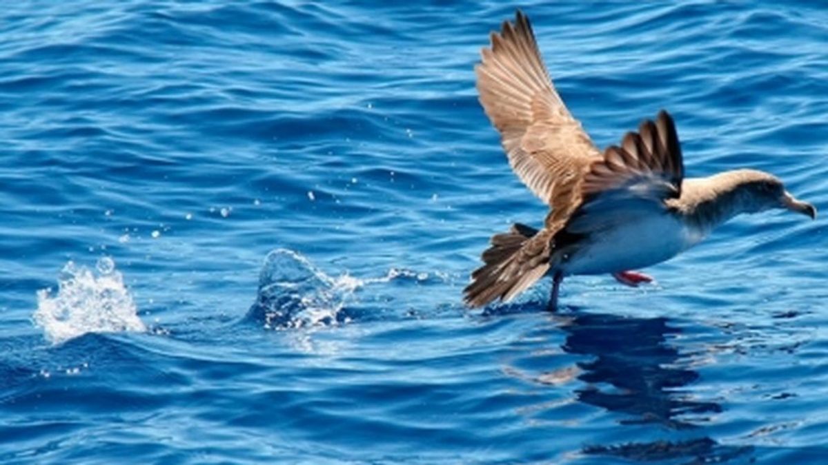 Las aves permiten detectar la velocidad de las corrientes marinas, según un estudio del CSIC