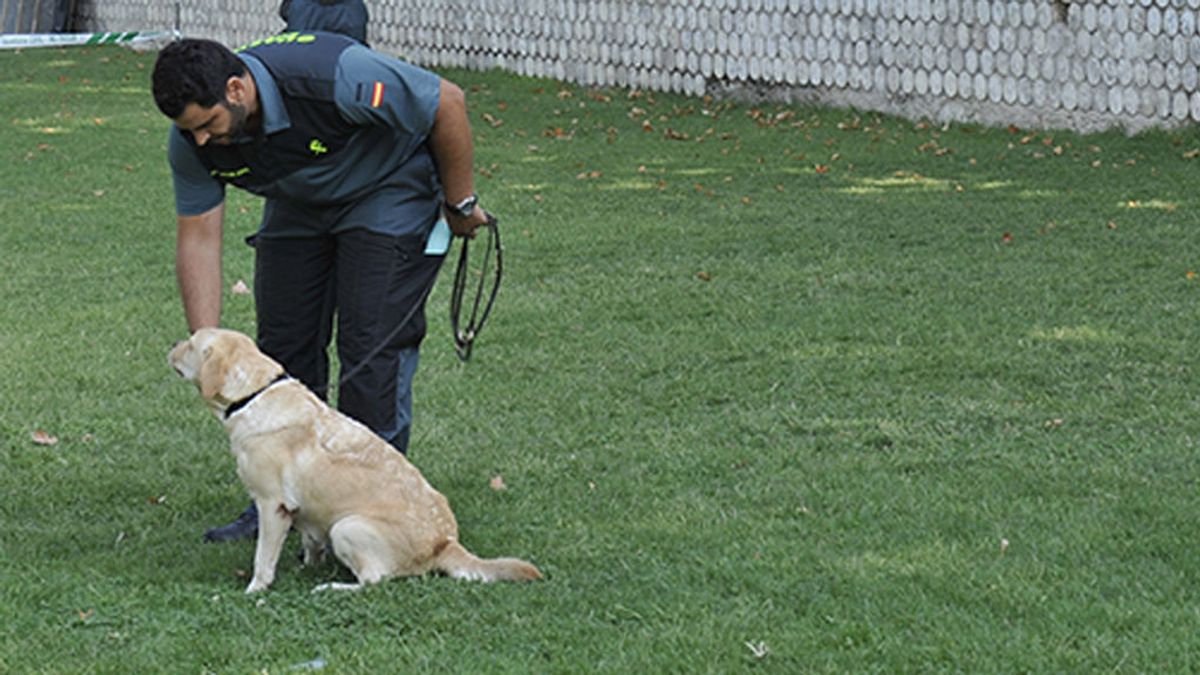 Los perros, 'investigadores' indispensables para resolver casos como el de Laura Luelmo y Romina Celeste