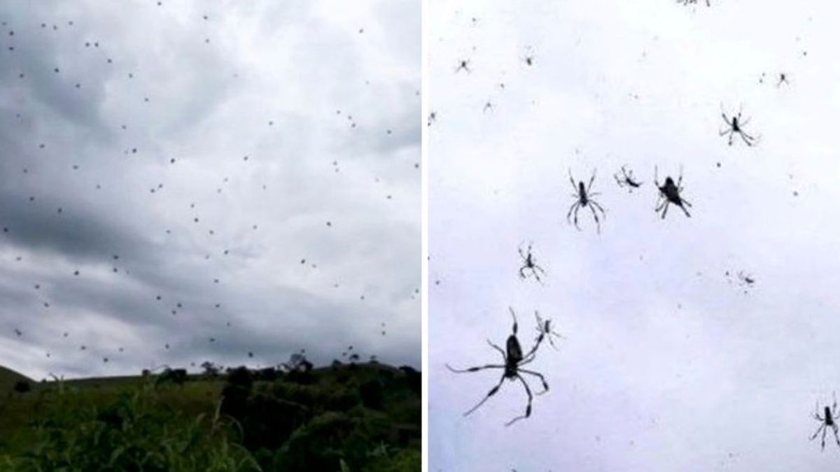 Lluvia de arañas: tu peor pesadilla es real y ha sucedido en Brasil