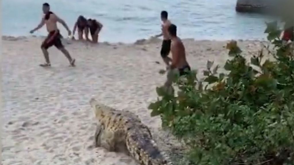 El gran susto de unos turistas cuando aparece un caimán en plena playa de Colombia
