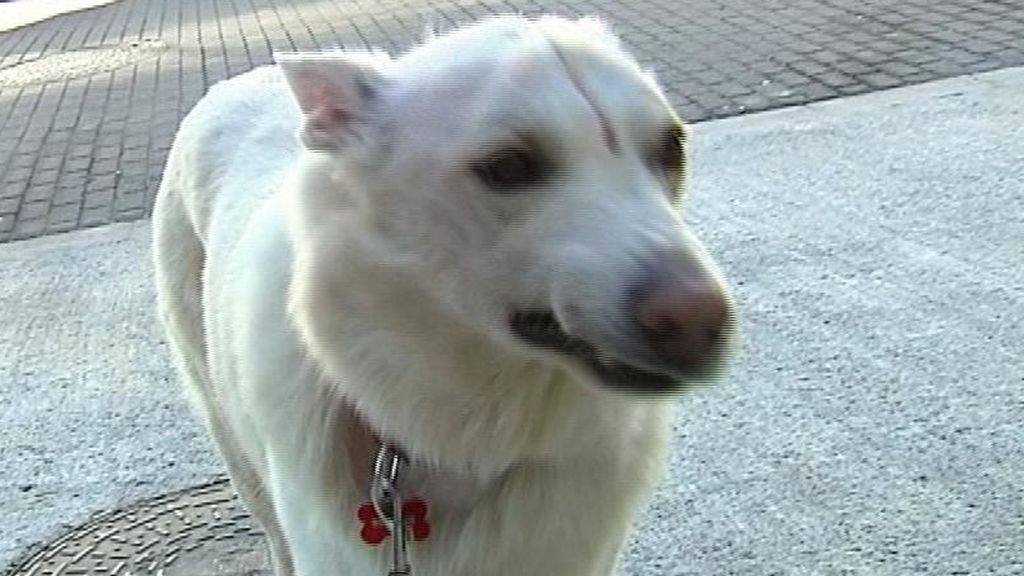 La increíble historia de superación de Blanco, el perro con un tumor cerebral