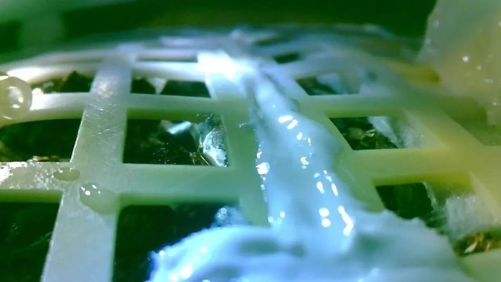 El brote de algodón en la Luna sucumbe tras un corte de calefacción
