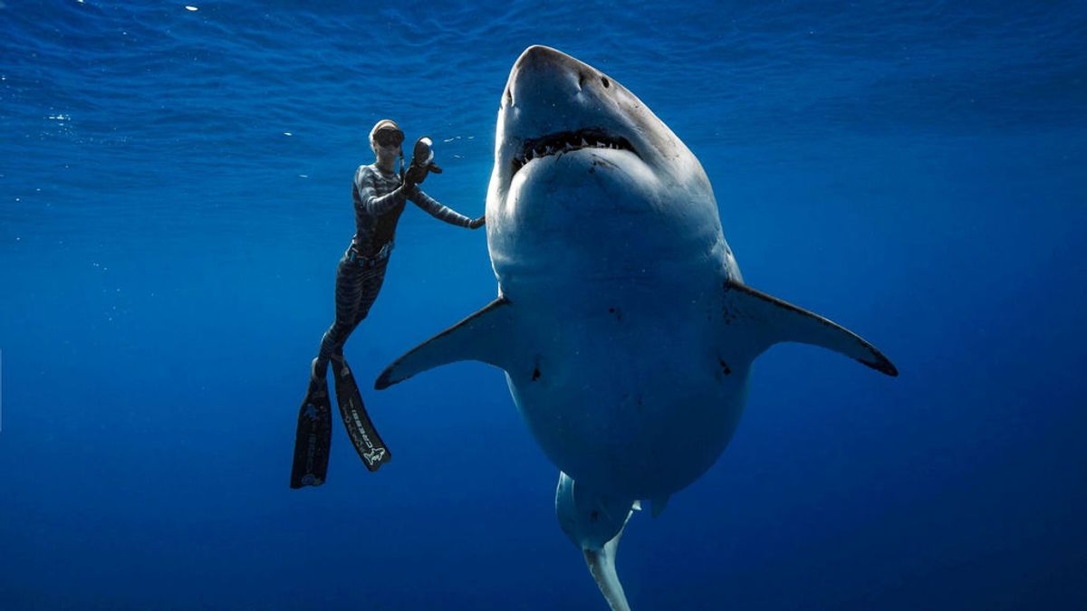Una buceadora nada junto a uno de los ejemplares más grandes de tiburón blanco en Hawaii