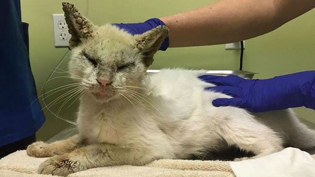 Un gato rescatado de la calle recupera la visión y sorprende con sus espectaculares ojos