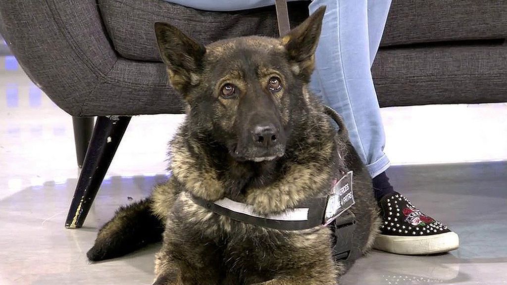 Jarana, una perra especialista en detención de explosivos, busca un nuevo hogar