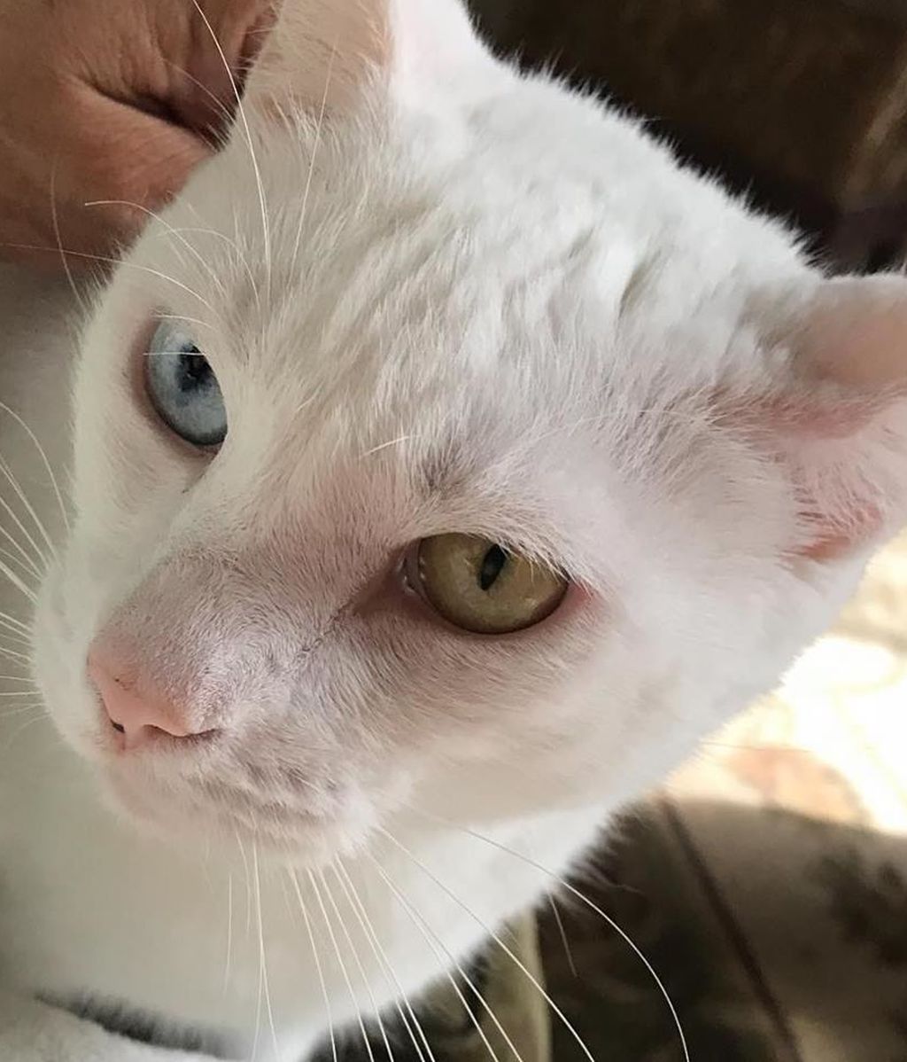 Cotton