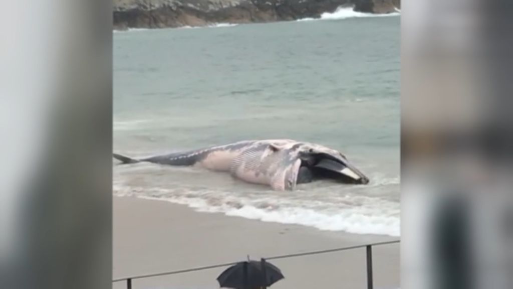 Aparece muerta una ballena en la playa de Balarés en A Coruña