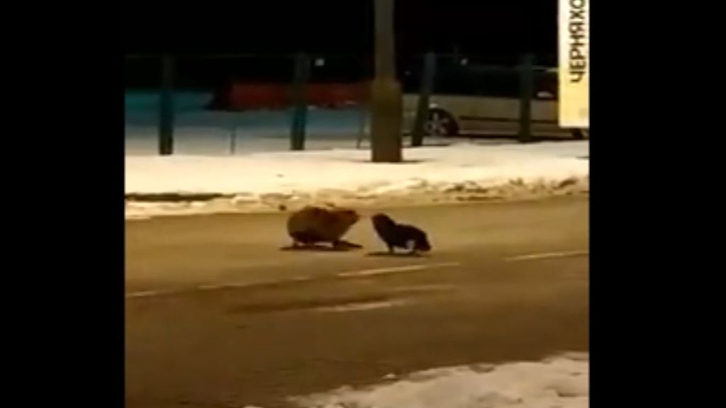 Graban una inusual lucha por un chorizo entre un zorro y un gato