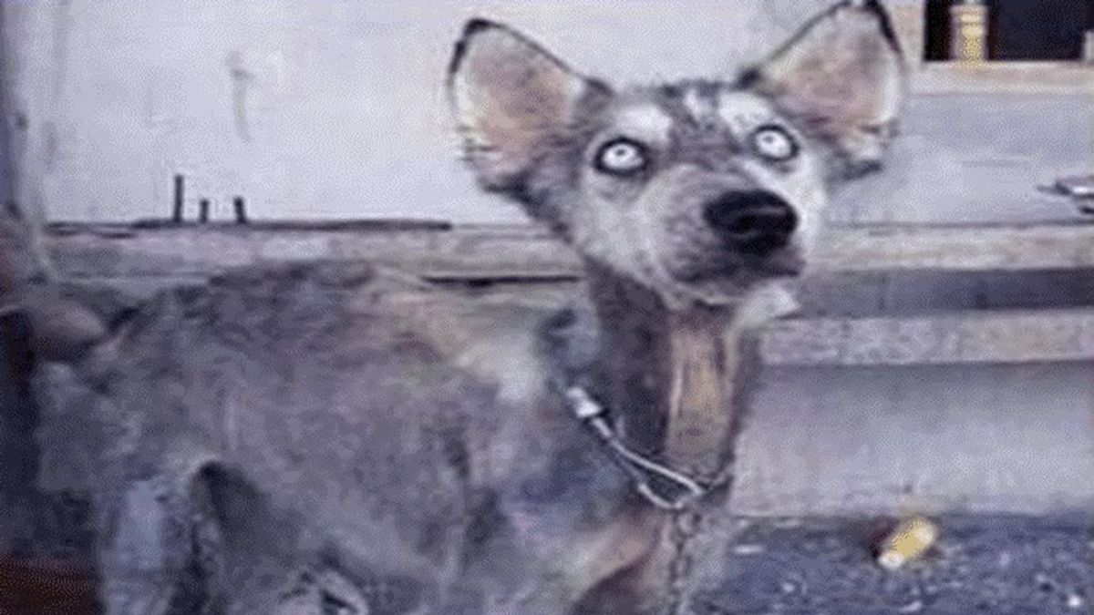 Un joven salva a un perro abandonado y se sorprende con la mejora de su estado físico