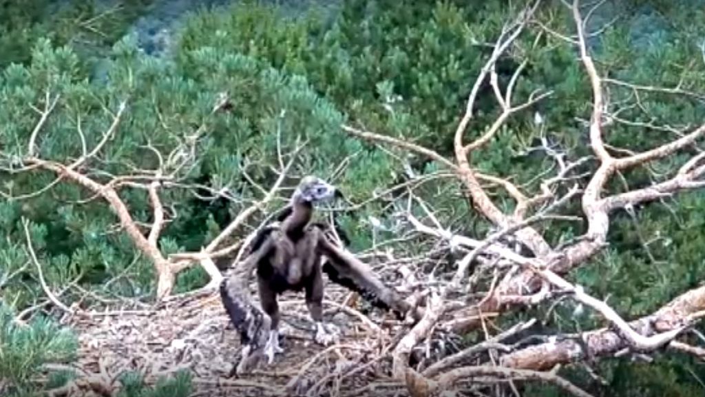 Abanto, el buitre que fue rescatado porque su vida corría peligro en el nido