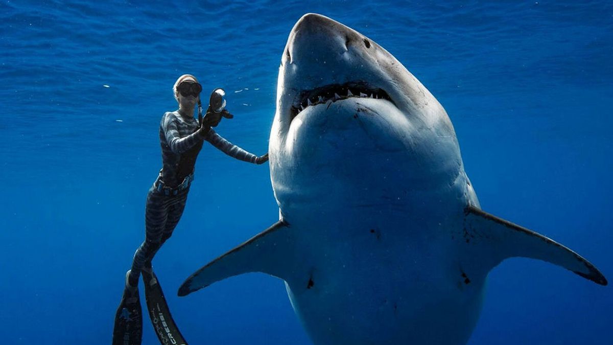 El momento sobrecogedor en que un buzo toca a Deep Blue, el tiburón blanco más grande que se ha filmado jamás El momento sobrecogedor en que un buzo toca a Deep Blue, el tiburón blanco más grande que se ha filmado jamás