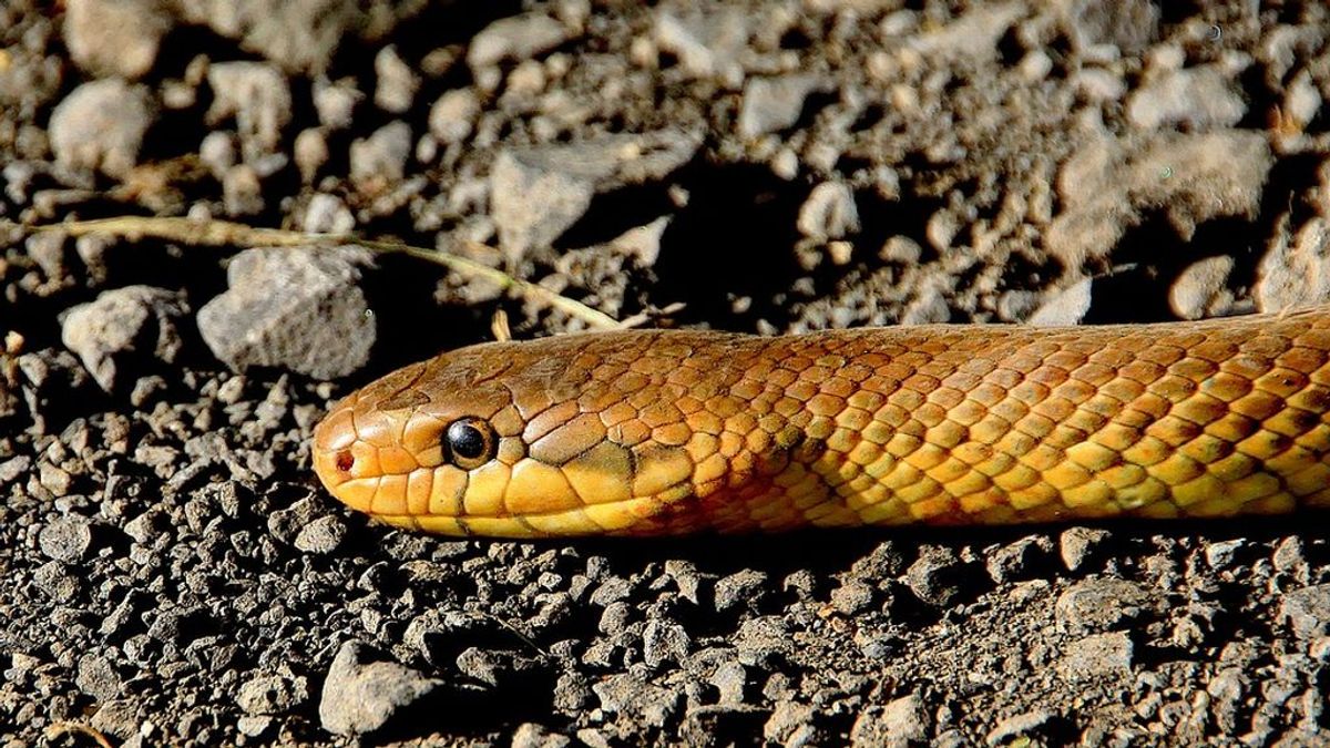 Una serpiente contiene un animal "fósil" del mismo tipo en su estómago