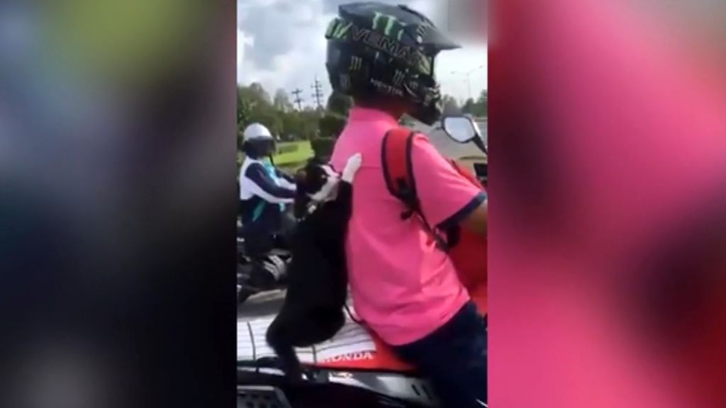 El insólito viaje de un gato en una moto por las calles de Malasia