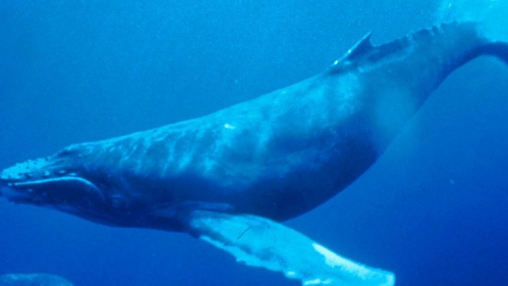 Las ballenas jorobadas macho cantan y tienen un repertorio de, al menos, quince canciones